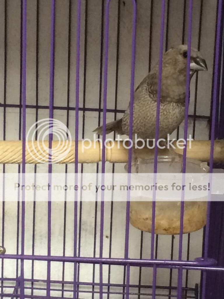 Bán vài chim sắc châu âu F1 tại SG - 1