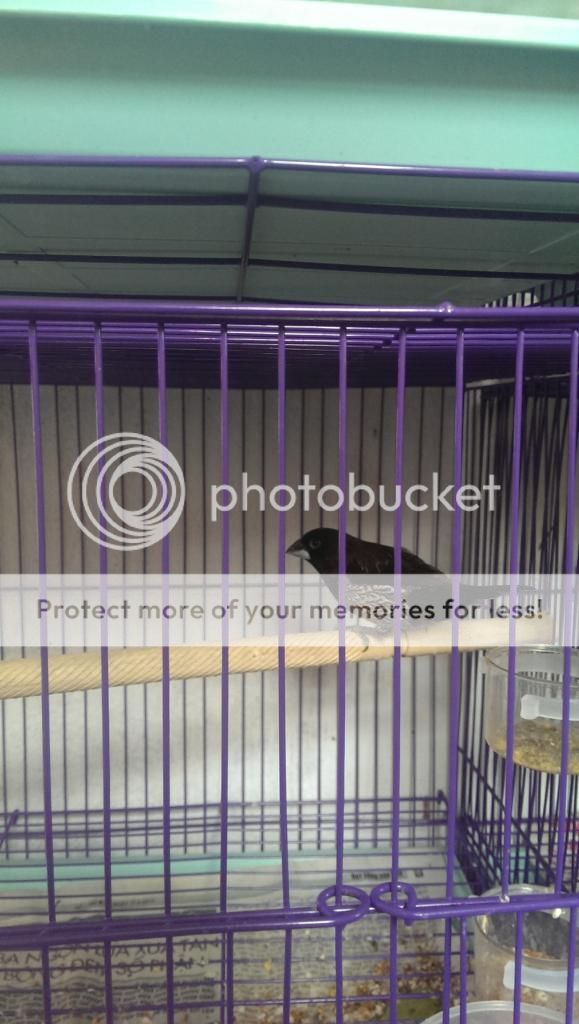 Bán vài chim sắc châu âu F1 tại SG