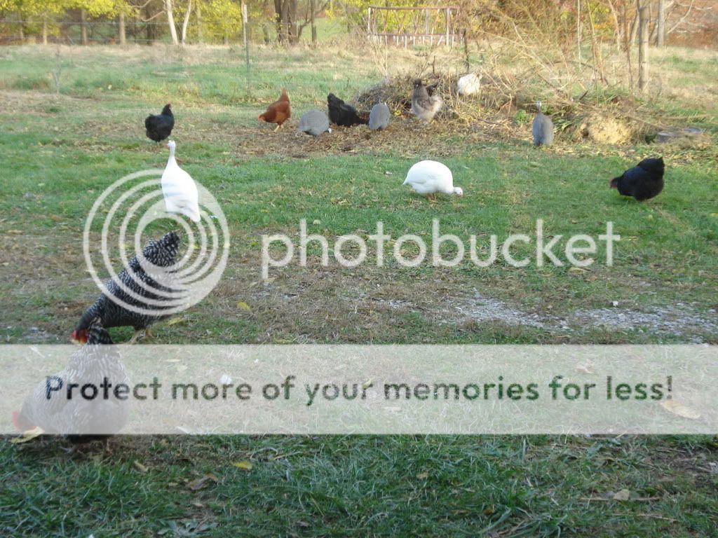 Can you keep Guinea Fowl and Chickens in the same coop? Page 2