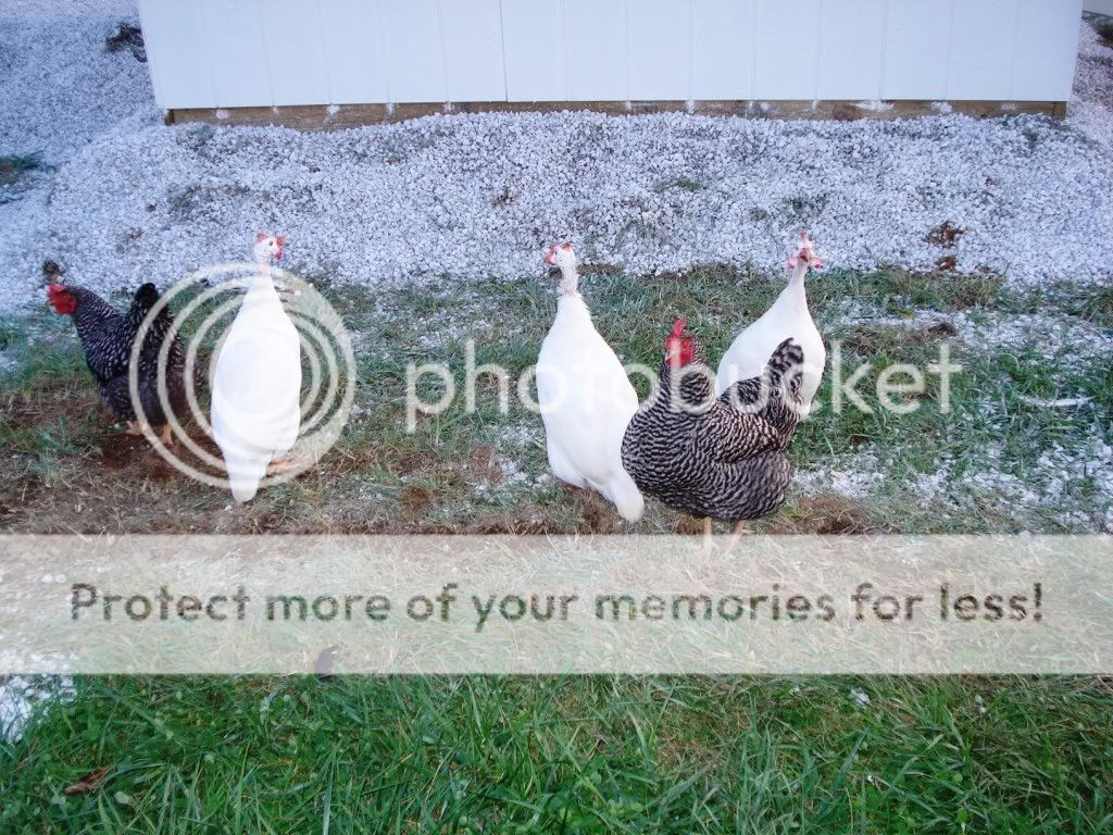 Can you keep Guinea Fowl and Chickens in the same coop? Page 2
