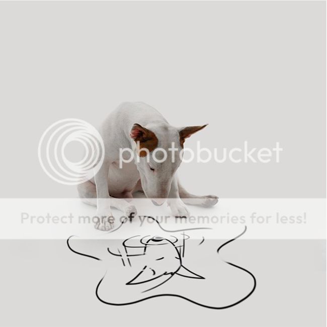  photo bullterrier_1_zps1uds20z5.jpg