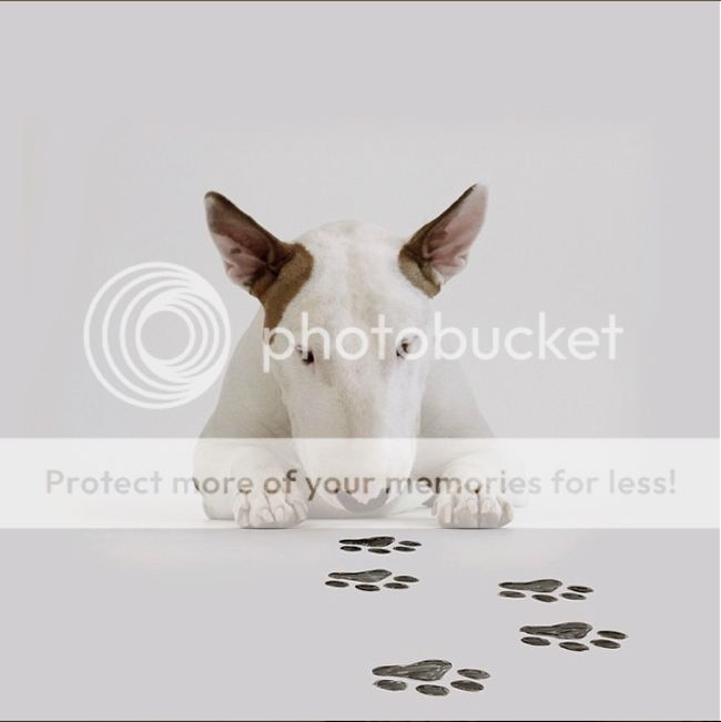  photo bullterrier_2_zps8bfdu30c.jpg