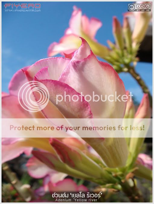 ชวนชม, เยลโล ริเวอร์, ไม้อวบน้ำ, Adenium, Yellow river, Adenium obesum, ไม้โขด, ไม้ดอก, Sabi Star, Kudu, Desert-rose, ต้นไม้, ดอกไม้, aKitia.Com ชวนชม, เยลโล ริเวอร์, ไม้อวบน้ำ, Adenium, Yellow river, Adenium obesum, ไม้โขด, ไม้ดอก, Sabi Star, Kudu, Desert-rose, ต้นไม้, ดอกไม้, aKitia.Com