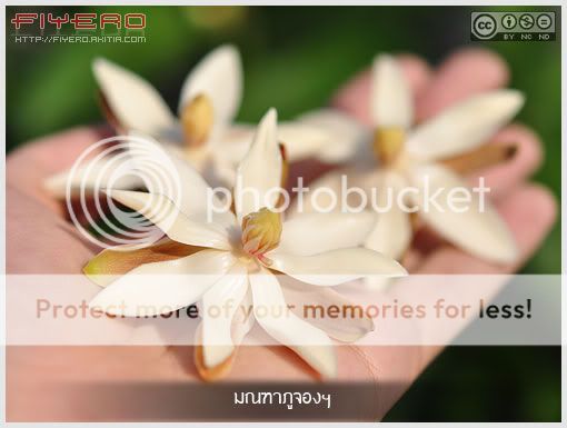 มณฑาภูจอง, มณฑาภูจองนายอย, Magnolia liliifera, มณฑาพันธุ์อีสานใต้, ไม้ดอกหอม, แมกโนเลีย, Montha Phujong, Magnolia, ไม้หายาก, ดอกไม้สีขาว, ต้นไม้หายาก, ต้นไม้, ดอกไม้, aKitia.Com มณฑาภูจอง, มณฑาภูจองนายอย, Magnolia liliifera, มณฑาพันธุ์อีสานใต้, ไม้ดอกหอม, แมกโนเลีย, Montha Phujong, Magnolia, ไม้หายาก, ดอกไม้สีขาว, ต้นไม้หายาก, ต้นไม้, ดอกไม้, aKitia.Com