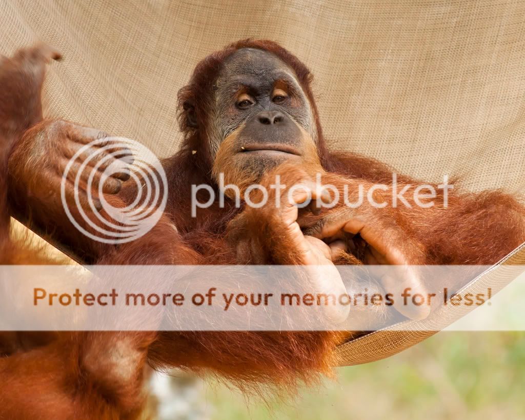 IMAGE: http://i937.photobucket.com/albums/ad216/jon3175/IMG_2125-12.jpg