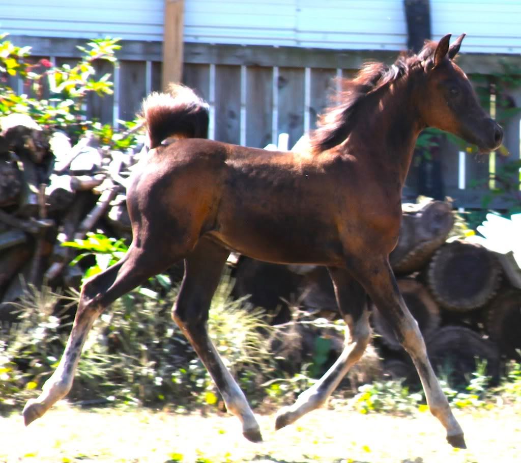IMAGE(http://i937.photobucket.com/albums/ad220/MaigrayBellivaunce/1344-1286154960.jpg)