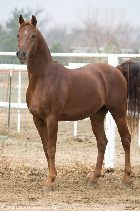 IMAGE(http://i937.photobucket.com/albums/ad220/MaigrayBellivaunce/Breeze/162819_170340596341669_100651949977201_318642_2968373_n.jpg)