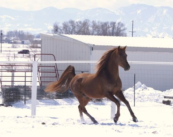 IMAGE(http://i937.photobucket.com/albums/ad220/MaigrayBellivaunce/Breeze/breeze2-Copy.jpg)