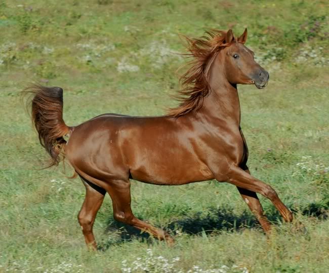 IMAGE(http://i937.photobucket.com/albums/ad220/MaigrayBellivaunce/Breeze/breezemactook06cantersharprightpose.jpg)