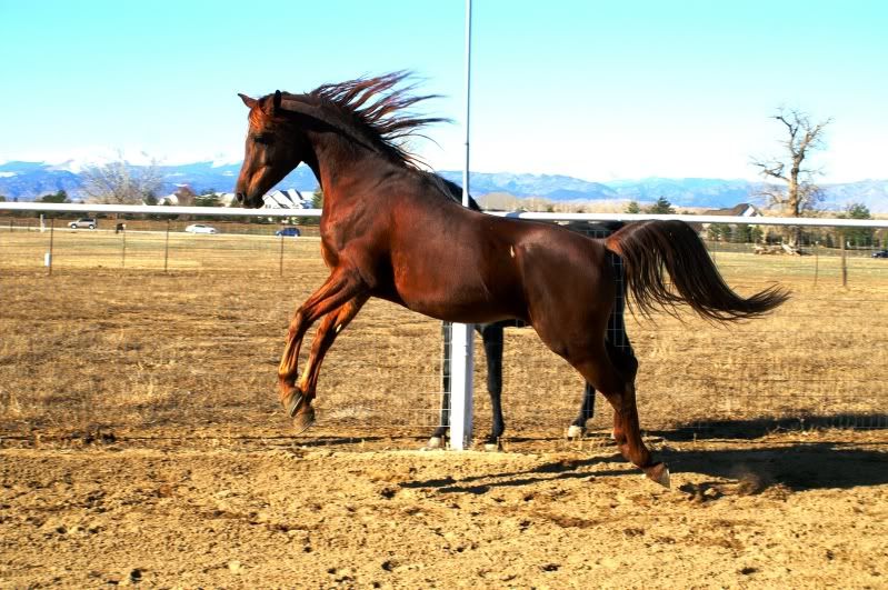IMAGE(http://i937.photobucket.com/albums/ad220/MaigrayBellivaunce/Breeze/leap.jpg)