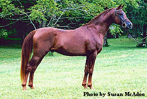 IMAGE(http://i937.photobucket.com/albums/ad220/MaigrayBellivaunce/Breeze/stallionshtm_txt_breezeaug04macstan.gif)