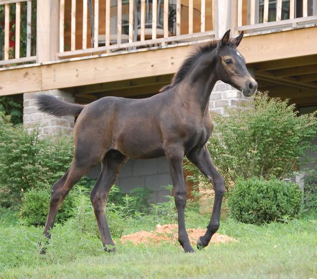 Any photos of black foals and their coat changes? Color