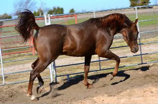 IMAGE(http://i937.photobucket.com/albums/ad220/MaigrayBellivaunce/Morgan%20M%20Horses/383791_2398199924012_1521420171_31896173_1490829475_n.jpg)