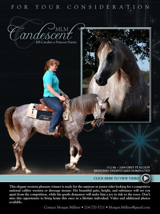 IMAGE(http://i937.photobucket.com/albums/ad220/MaigrayBellivaunce/Morgan%20M%20Horses/388196_211352502277374_112518472160778_451986_44473646_n.jpg)