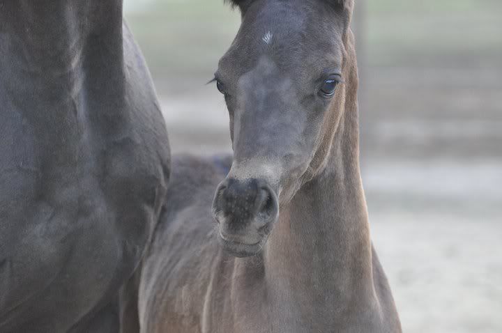 IMAGE(http://i937.photobucket.com/albums/ad220/MaigrayBellivaunce/Morgan%20M%20Horses/62976_1401887656828_1521420171_30941547_3214111_n.jpg)